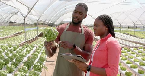 African american farmers using tablet for hydroponic basil inspection