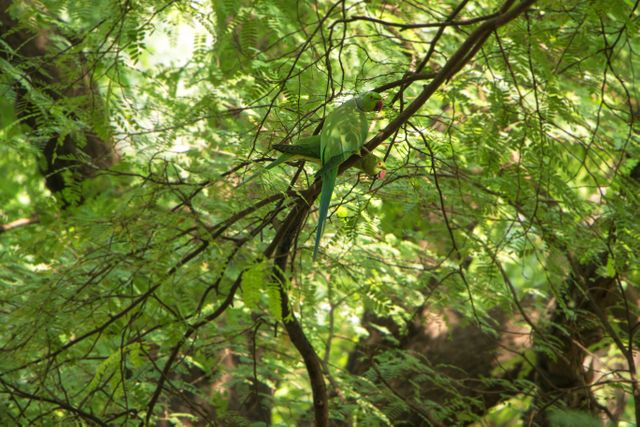 Green parrot is blending with the lush forest foliage while perched on a tree branch. Suitable for nature documentaries, wildlife conservation topics, birdwatching interests, environmental education materials, and promoting eco-friendly tourism.