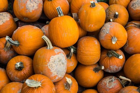 Close-up of Ripe Pumpkins Harvested in Autumn