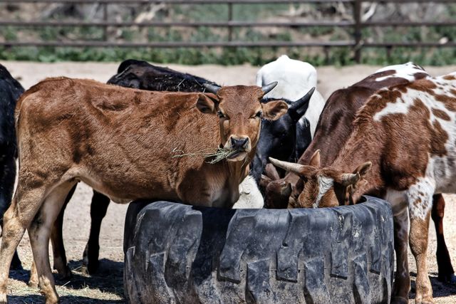 Group of cows grazing from a large black container in a rural farm environment. Ideal for topics related to agriculture, livestock management, rural life, farming practices, and animal husbandry. Great for educational materials, farming publications, and agricultural marketing content.