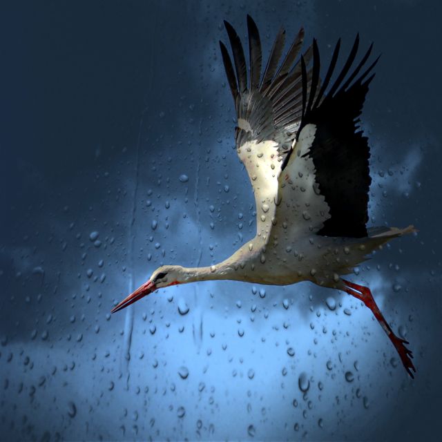 Stork flying amidst raindrops against a dark blue sky, highlighting wildlife and nature themes. Perfect for environmental topics, conservation efforts, and seasonal content.
