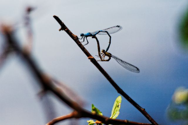 Two dragonflies are mating on a thin tree branch, set against a blurred blue lake background. This close-up captures the delicate details of the dragonflies' wings and the natural interaction between them. Ideal for use in nature blogs, educational materials on insect behavior, environmental campaigns, or art prints focusing on natural wildlife teamwork and relationships.