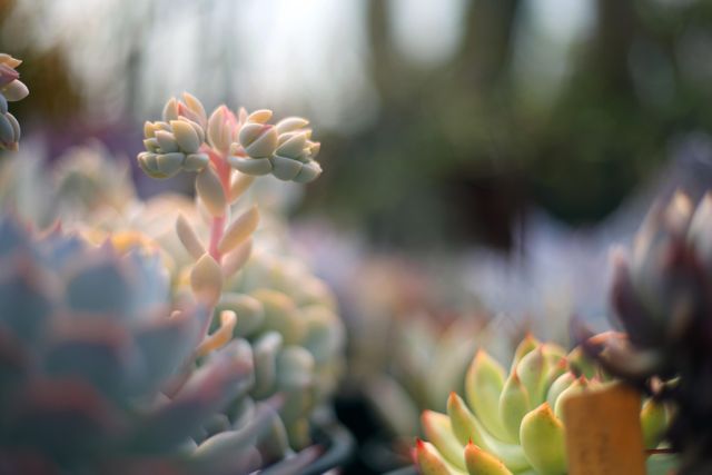Capturing a close-up view of colorful succulent plants with a soft focus effect, this image exudes a calming and natural feeling. This image is perfect for use in gardening blogs, plant care websites, relaxing backgrounds for digital or print media, and promotional materials for plant nurseries. It emphasizes the beauty and diversity of succulents, making it ideal for topics related to horticulture and nature.