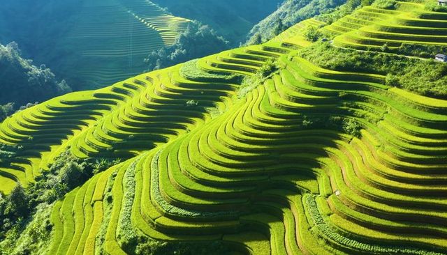 Cascading terraced rice paddies carving steep mountain valley with vibrant green layers