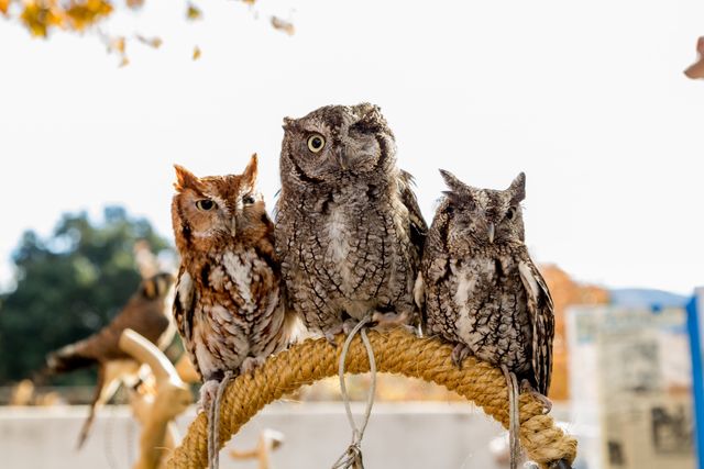 Three owls with humorous expressions perched on a decorative rope ring in an outdoor environment. Perfect for wildlife education materials, nature blogs, humorous greeting cards, and social media posts focused on nature or animal advocates.