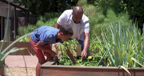 Father and teen son tending raised bed garden together in sunny backyard