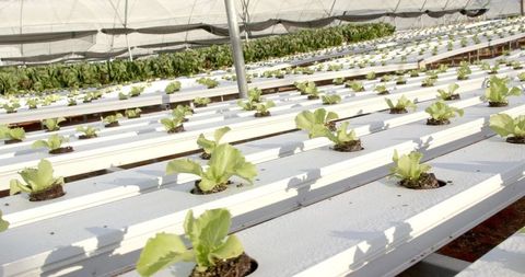 Organic lettuce cultivation in hydroponic greenhouse system