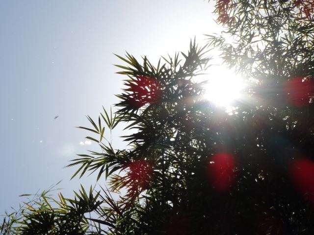 Sunlight Shining Through Bamboo Leaves - Download Free Stock Photos Pikwizard.com