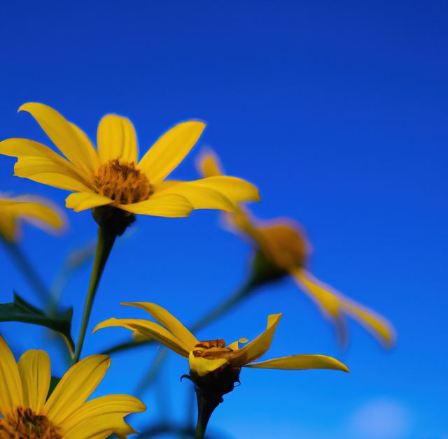 Close up of yellow flowers over blue sky created using generative ai technology. Flowers, harmony and nature concept, digitally generated image.