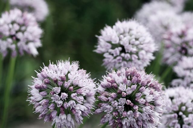 Close-up image of blooming purple Allium flowers showcasing delicate petals. Suitable for use in gardening blogs, botanical illustrations, nature photography collections, spring-themed designs, and floral wallpaper backgrounds.