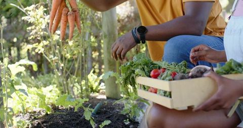 African american parent and child harvesting carrots in sunlit backyard raised-bed garden