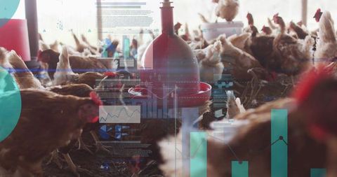 Automated poultry feeding with data analytics and technology integration