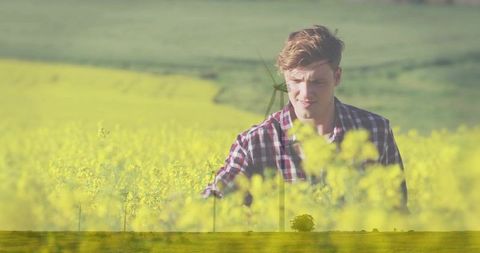 Young farmer walking through sunlit canola field near wind turbine checking crops