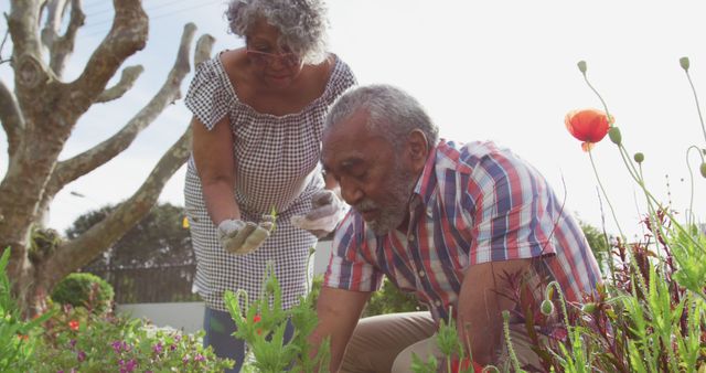 Senior Couple Gardening Together in Backyard on Sunny Day - Download Free Stock Images Pikwizard.com