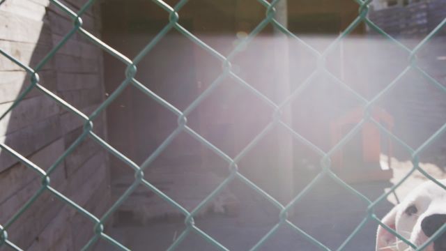 This image depicts two dogs standing and jumping excitedly in a dog pound at an animal shelter. Sunlight streams through the fence, creating a hopeful atmosphere. Perfect for use in campaigns related to pet adoption, animal rescue advocacy, or promoting shelters. The image evokes feelings of hope and companionship.