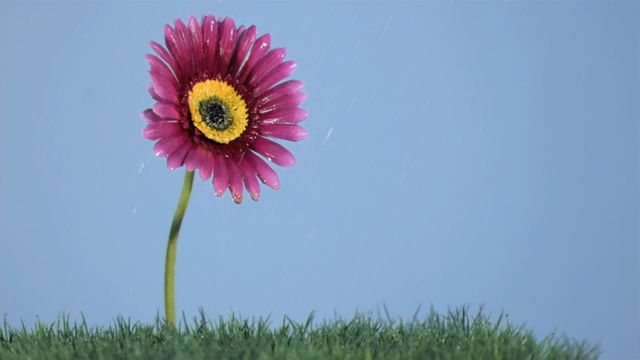 Pink flower stands amid green grass, adorned with dewdrops, highlighted against a blue background as water gently drips. Useful for nature-themed projects, conveying calmness, beauty, freshness, or growth themes.