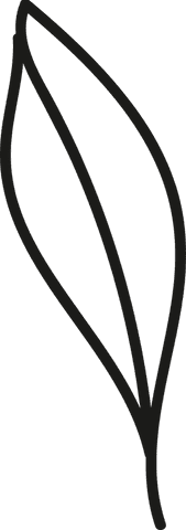 minimalist line art leaves illustration on transparent background - Download Free Stock Videos Pikwizard.com