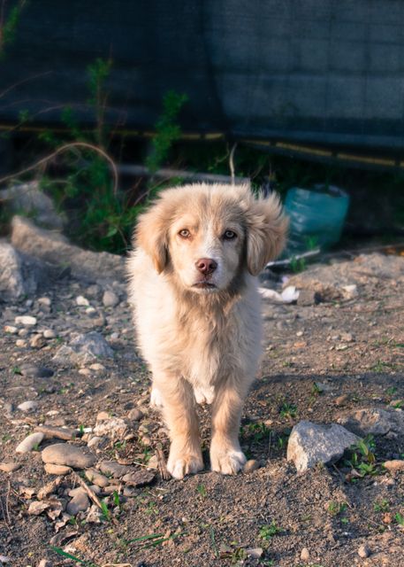 Fluffy brown puppy standing on rocky ground in natural outdoor setting. Use for pet adoption promotions, animal care advertisements, or websites about dogs and pets.