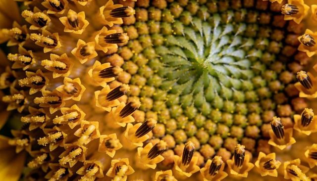 Sunflower macro closeup showing spiral seed pattern and golden florets with pollen detail