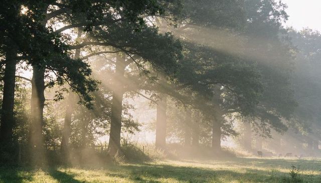 Sunbeams piercing mist through oak grove over pasture with grazing cattle at dawn