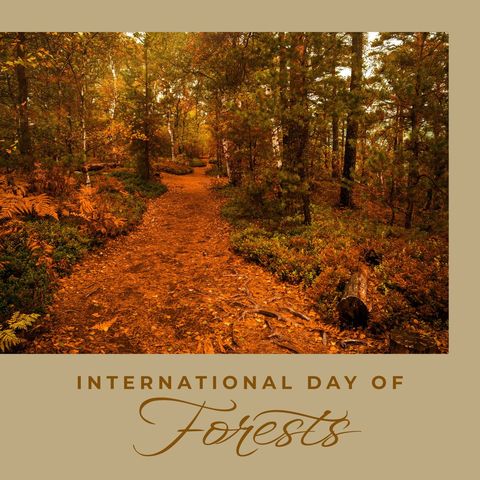 celebrating international day of forests in lush woodland - Download Free Stock Templates Pikwizard.com