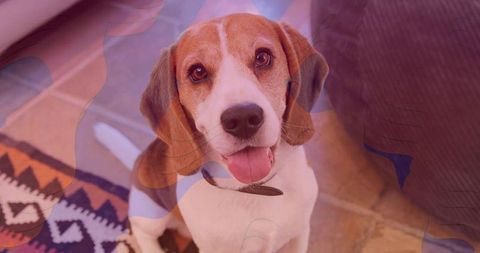 Adorable Beagle Relaxing at Home on Cozy Rug