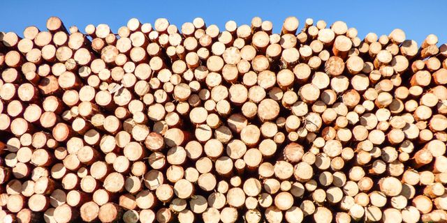 Large Stack of Wooden Logs Against Clear Blue Sky - Download Free Stock Photos Pikwizard.com