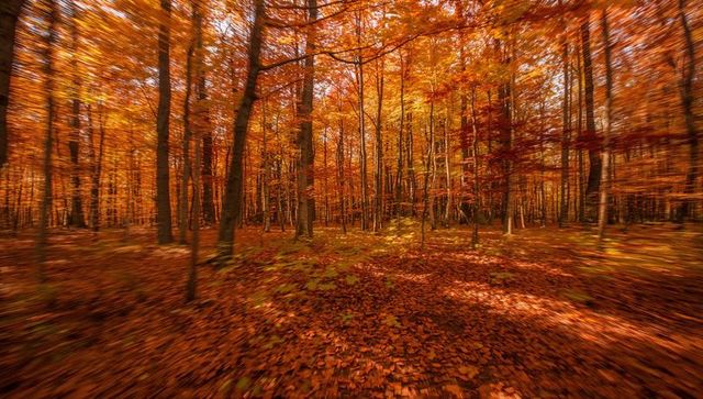 Golden autumn forest with sunbeams filtering through tall trees and leaf-covered trail