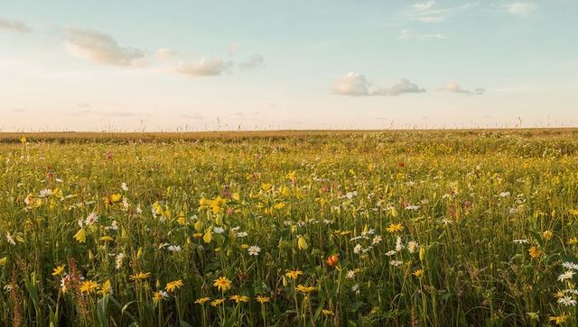 Golden wildflower prairie stretching to low horizon with daisies and grasses at dusk