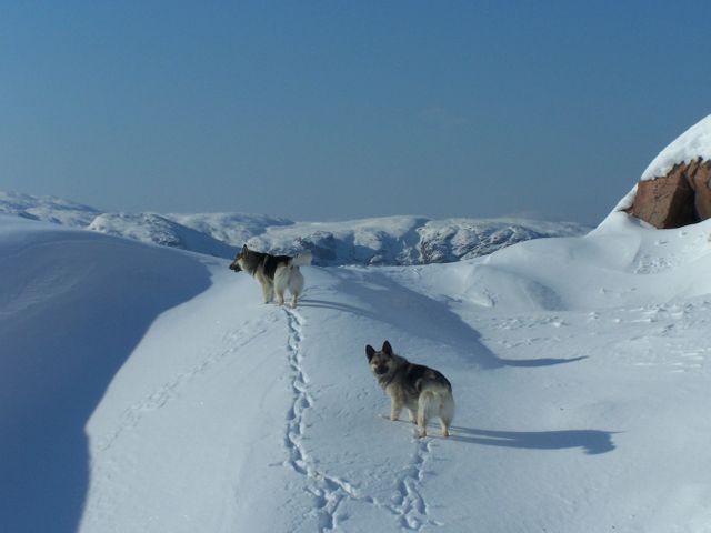 Two dogs are walking along a snowy mountain path in a remote winter landscape. Their footprints trail behind them in the pristine snow. This might be used in outdoor and nature blogs, pet care websites, adventure travel promotions, or winter sports material.