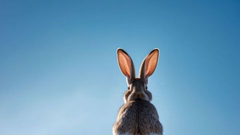 Wild cottontail rabbit observing clear sky with ear details emphasized