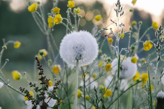 Morning dew covering a white dandelion seed head surrounded by yellow wildflowers in a meadow. Ideal for nature-related topics, seasonal presentations, environmental campaigns, botanical studies, and background images in meditation and relaxation content.