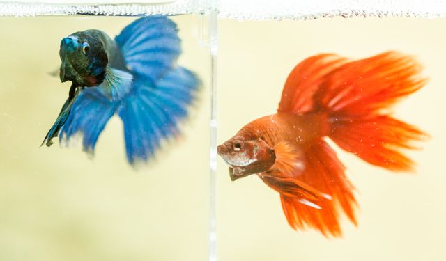 Blue and Red Beta Fish - Download Free Stock Photos Pikwizard.com