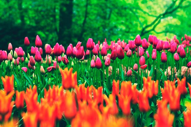 Orange and pink tulips bloom vibrantly in an open garden with lush green background. Ideal for flower-themed projects, seasonal and outdoor advertisements, garden and floral event promotions, or wallpaper designs celebrating nature.