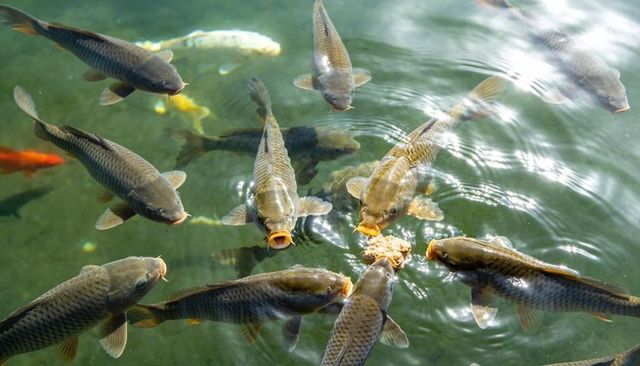 Brown carp feeding at pond surface circling floating bread with sunlit ripples and koi