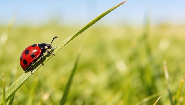 Ladybug climbing diagonal grass blade macro sunlit meadow with soft bokeh copy space