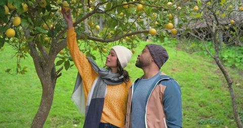 Couple harvesting citrus in cozy orchard wearing knit beanies and fall layers