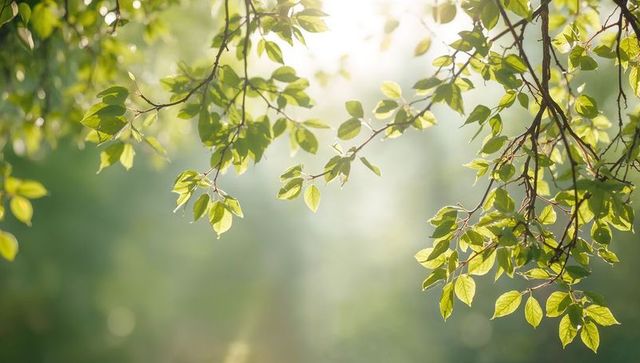 Catching sunlight, green leaves glowing on branch with soft bokeh background