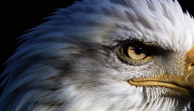 Closeup bald eagle head with intense golden eye and hooked beak, detailed feather texture