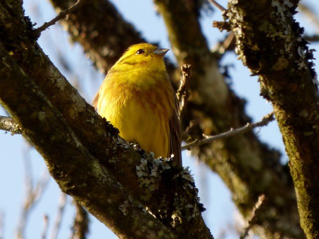 Bright yellow bird perched on tree branch against blue sky - Download Free Stock Photos Pikwizard.com