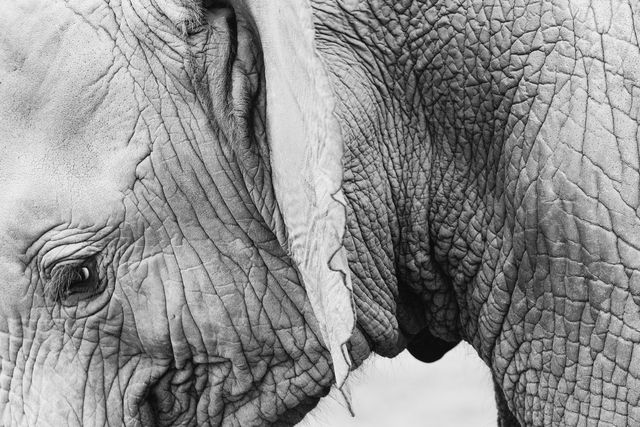 This close-up focuses on the intricate, textured wrinkles of an African elephant's skin in black and white. Ideal for use in nature and wildlife documentaries, educational materials, and environmental awareness campaigns. Its detailed and high-contrast aesthetic also makes it suitable for artistic presentations and decor.
