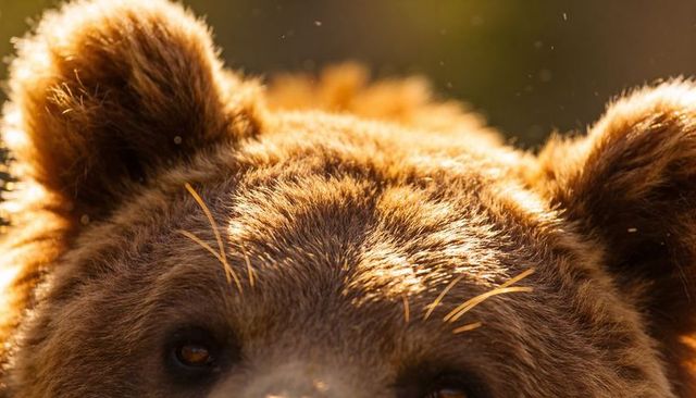 Brown bear basking in golden light intimate closeup backlit fur macro wildlife portrait