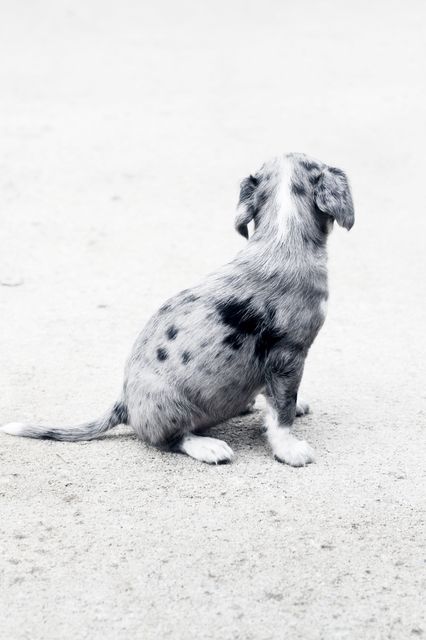Back View of Adorable Dappled Puppy Sitting on Concrete Ground - Download Free Stock Photos Pikwizard.com