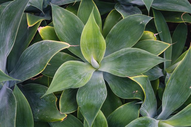 Close-up of Vivid Green Succulent Plant Leaf Patterns - Download Free Stock Photos Pikwizard.com