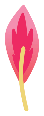 Colorful pink flower illustration on transparent background