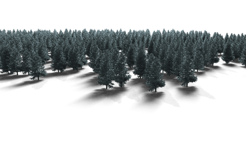 transparent winter forest trees isolated on gradient background - Download Free Stock Videos Pikwizard.com