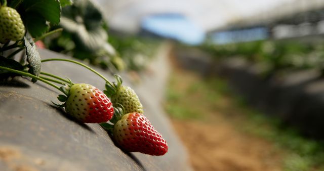 Strawberries grow in a greenhouse, with copy space. Ripe and unripe berries indicate ongoing harvest in this agricultural setting.