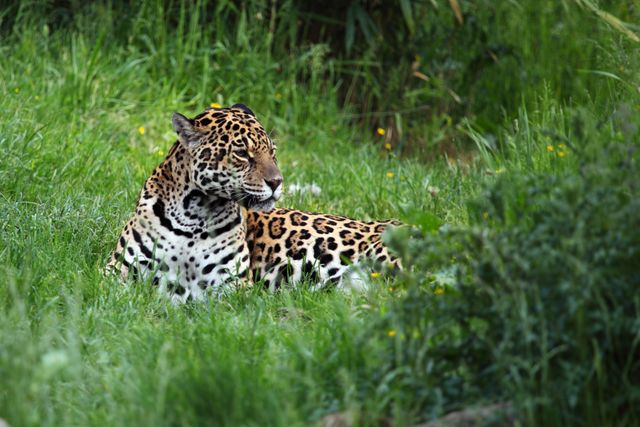 Majestic Leopard Relaxing in Lush Green Grass - Download Free Stock Photos Pikwizard.com