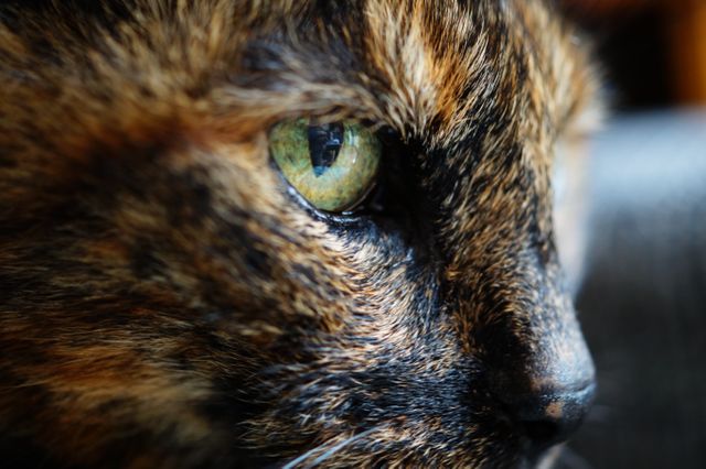 Close-Up of Cat's Face with Green Eyes - Download Free Stock Photos Pikwizard.com
