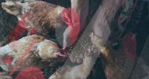 Hands Feeding Brown Hens on Farmyard Showcasing Rural Life